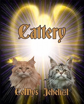 CoMys Jeheliel, Maine Coon Cattery